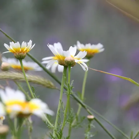 Διαμέρισμα Jasmine - Morfi Village Εξώπολη