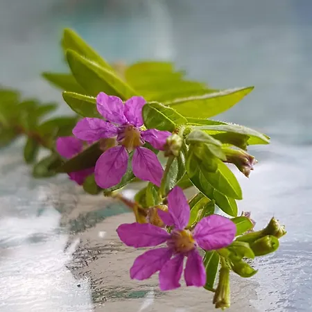 Jasmine - Morfi Village Διαμέρισμα Εξώπολη